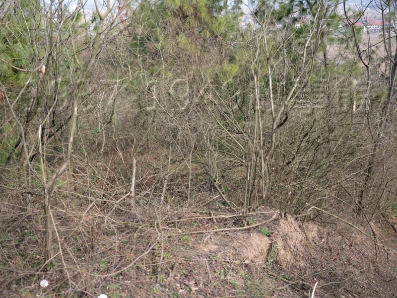 圖二 民國113年彭濟濤次子彭慶綱返回臨湘老家,前往當年日軍所築碉堡陣地的遺跡;地上建築已不在,但掩體仍依稀可見。