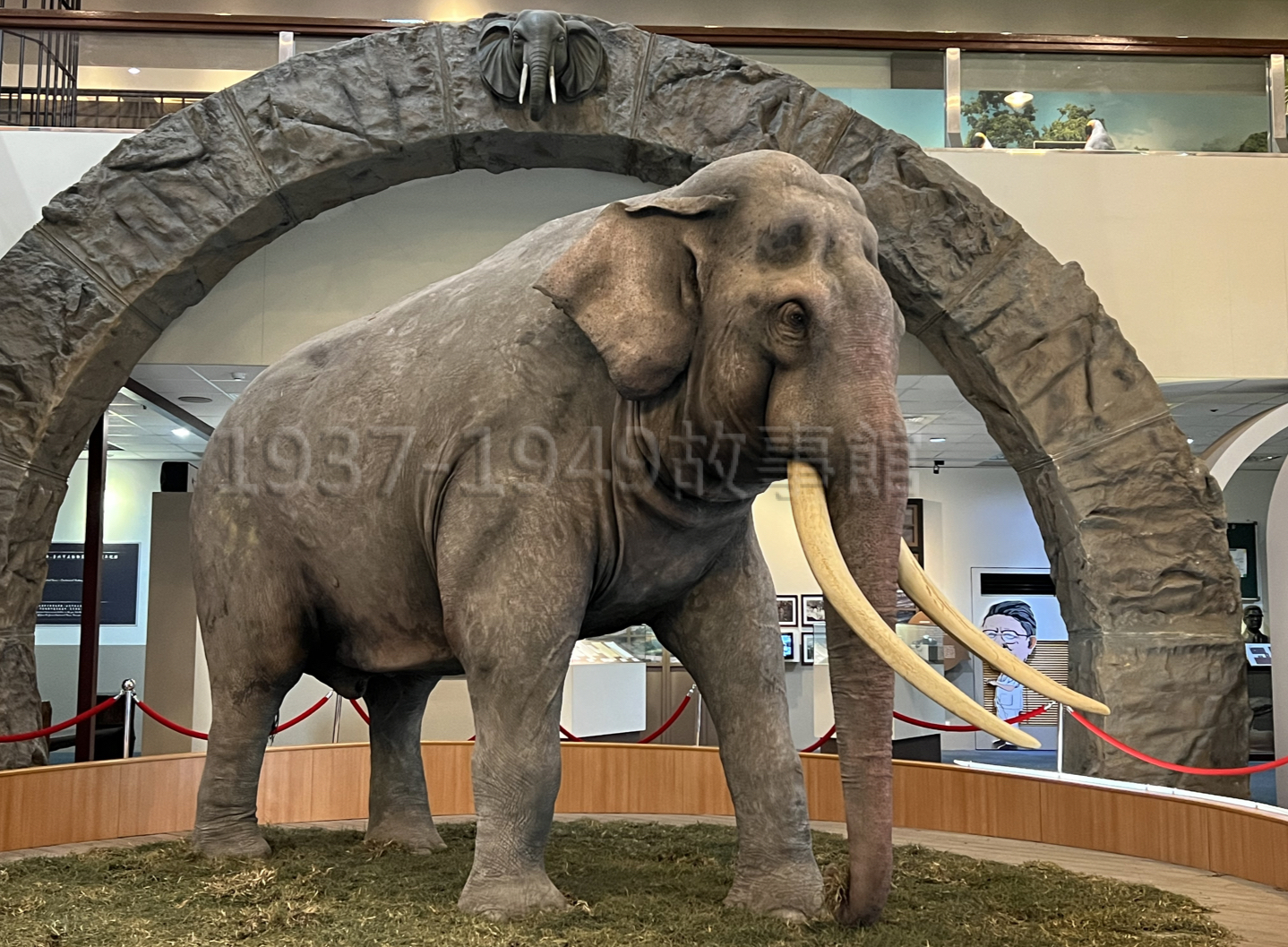 圖九 台北市立動物園將林旺的皮毛骨骼製成世界最大亞洲象標本,置於教育中心供人參觀紀念。(2022台北,羅廣仁攝影)